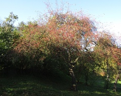 Malus floribunda