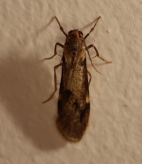 Graphosia stenopepla