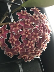 Hoya pubicalyx