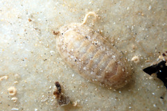 Ischnochiton variegatus