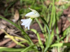 Allium triquetrum