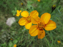 Dyssodia tagetiflora