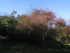 Malus floribunda