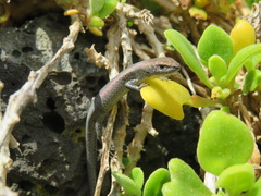 Lampropholis
