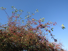 Malus floribunda
