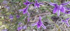 Thysanotus patersonii