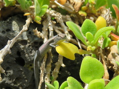 Lampropholis