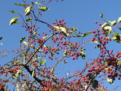 Malus floribunda
