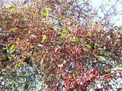 Malus floribunda