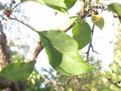 Malus floribunda