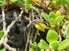 Lampropholis