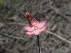 Thelymitra carnea