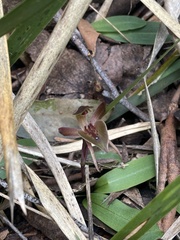 Chiloglottis triceratops