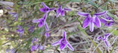 Thysanotus patersonii