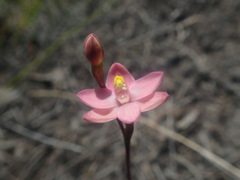 Thelymitra carnea