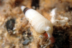 Eutriphora armillata