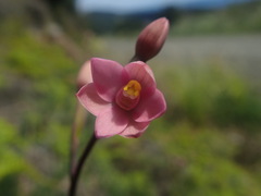 Thelymitra carnea