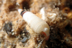 Eutriphora armillata