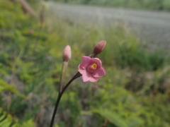 Thelymitra carnea