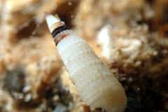 Eutriphora armillata