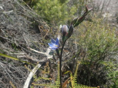 Thelymitra aemula