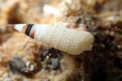 Eutriphora armillata