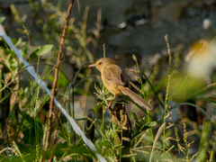 Prinia inornata