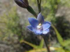 Thelymitra aemula