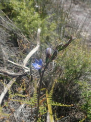 Thelymitra aemula