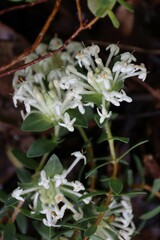 Pimelea humilis