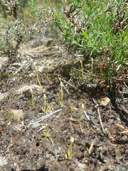 Phylloglossum drummondii