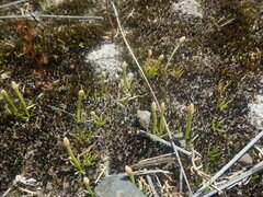 Phylloglossum drummondii