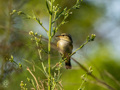 Phylloscopidae