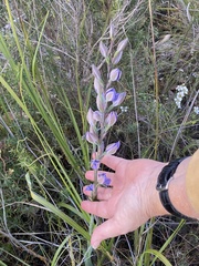 Thelymitra aristata