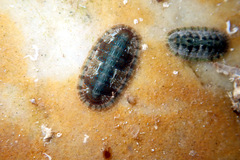 Ischnochiton smaragdinus