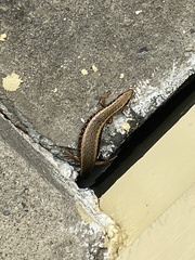 Oligosoma kokowai