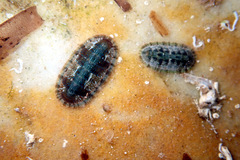Ischnochiton smaragdinus