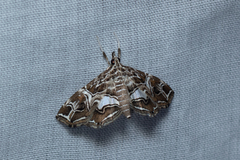 Paracymoriza vagalis