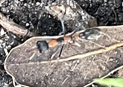 Myrmecia nigrocincta
