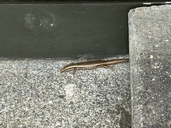 Oligosoma kokowai