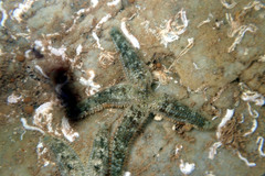 Allostichaster polyplax