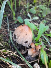 Micacei