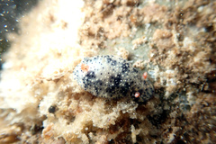 Hypselodoris saintvincentius