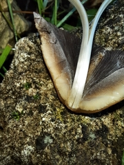 Micacei