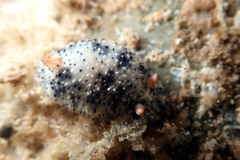 Hypselodoris saintvincentius