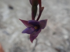Thelymitra malvina
