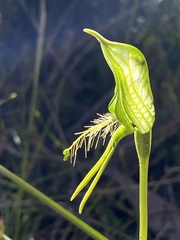 Pterostylis unicornis