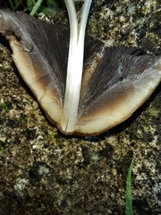 Micacei