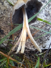 Micacei