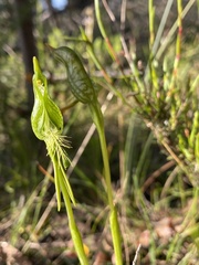 Pterostylis unicornis